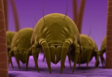 Врач: пылевые клещи живут в каждом доме, полностью избавиться от них невозможно