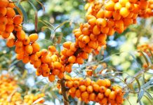 Известная ягода снижает уровень сахара в крови