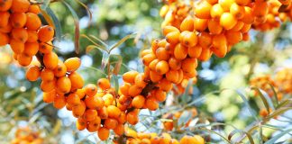 Известная ягода снижает уровень сахара в крови