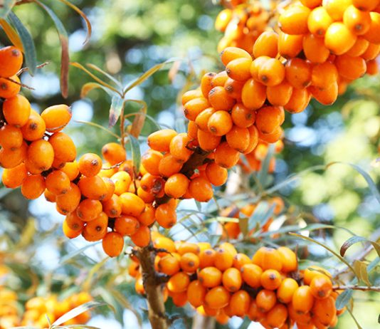 Известная ягода снижает уровень сахара в крови