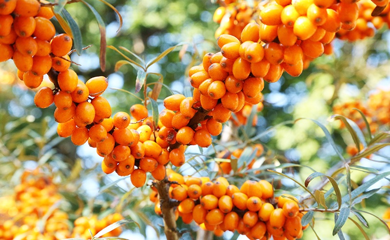 Известная ягода снижает уровень сахара в крови