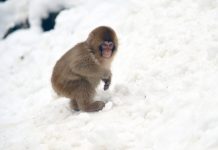 Японский зоопарк заговорил о минусах популярности макаки Панча