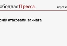 Москву атаковали зайчата