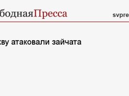 Москву атаковали зайчата