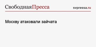Москву атаковали зайчата