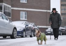 Россиянам напомнили о штрафах за испачканную собакой машину