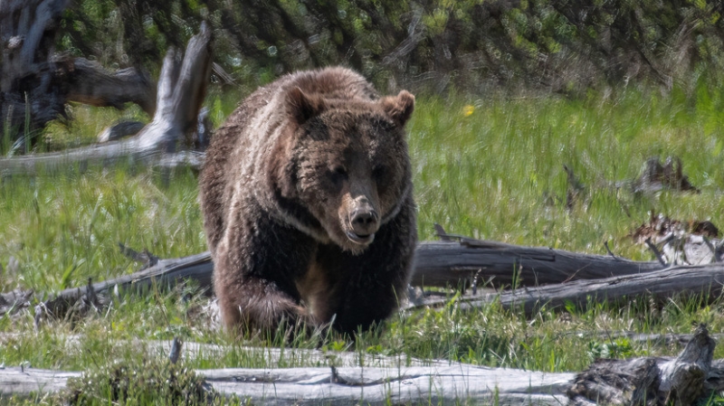 AP: в Монтане обнаружили тело женщины после встречи с гризли