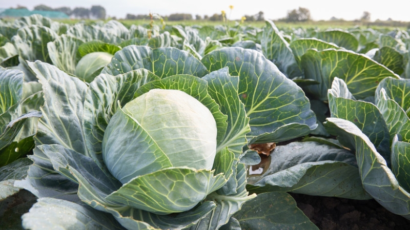 Битва за урожай: российские учёные вывели особо опасных для колорадского жука микробов