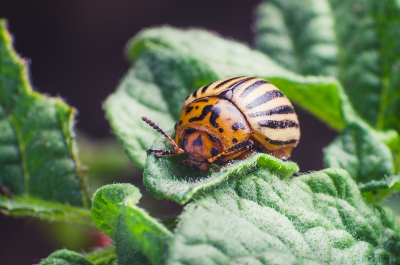 Битва за урожай: российские учёные вывели особо опасных для колорадского жука микробов