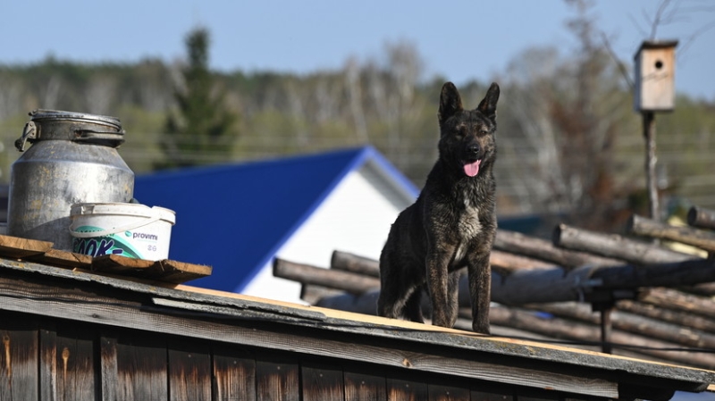 Более 50 жилых и дачных домов за сутки освободилось от воды в Курганской области