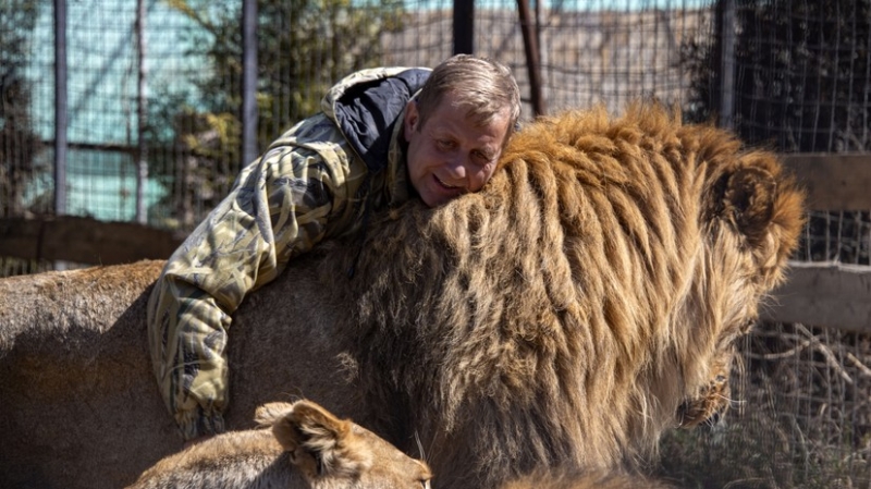 Директору «Тайгана» после нападения льва грозит заражение крови