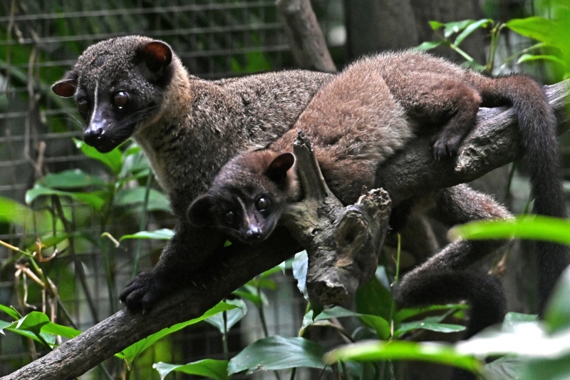 &laquo;Мы вступили в эру пандемий&raquo;: российский эпидемиолог &mdash; о перспективах победы над COVID-19