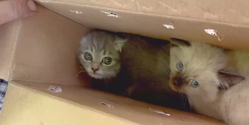 &laquo;Не думала, что окажусь в такой ситуации&raquo;: RT продолжает помогать жителям Шебекина