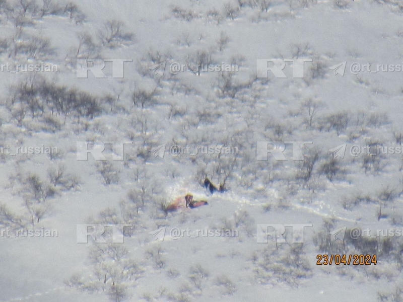 &laquo;Никаких разрешений не выдавалось&raquo;: на Камчатке ищут браконьеров, которые охотились на медведей в природном заказнике