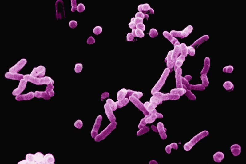 &laquo;Новые терапевтические средства&raquo;: учёные нашли способ преодолеть устойчивость бактерий к антибиотикам