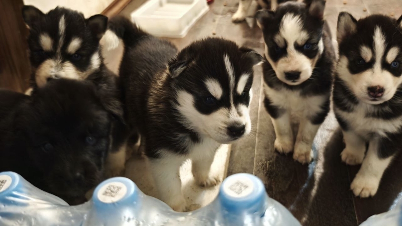 «Пехота результатом довольна»: командир подразделения в спецназе «Ахмат» рассказал, как воюют связисты