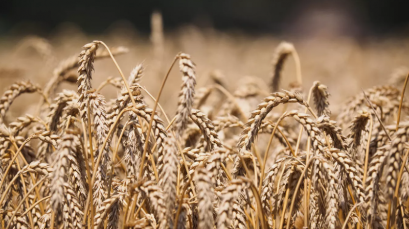 Reuters: Россия запросила снятие западных санкций с Россельхозбанка