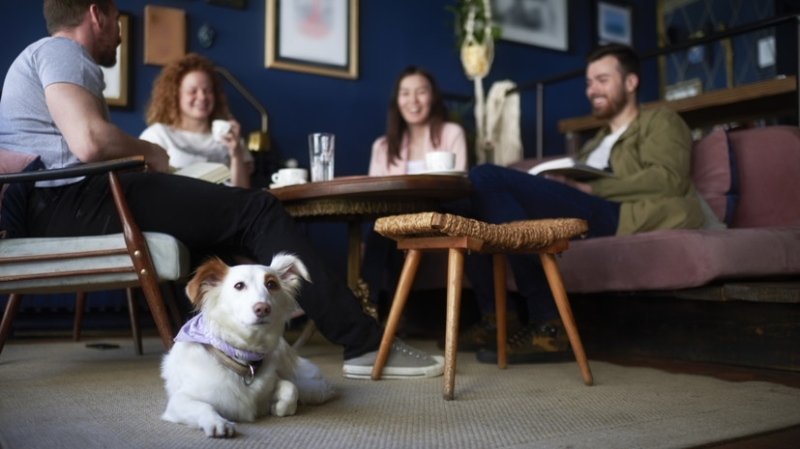 Роскачество: посетителей кафе должны предупреждать о наличии животных в зале