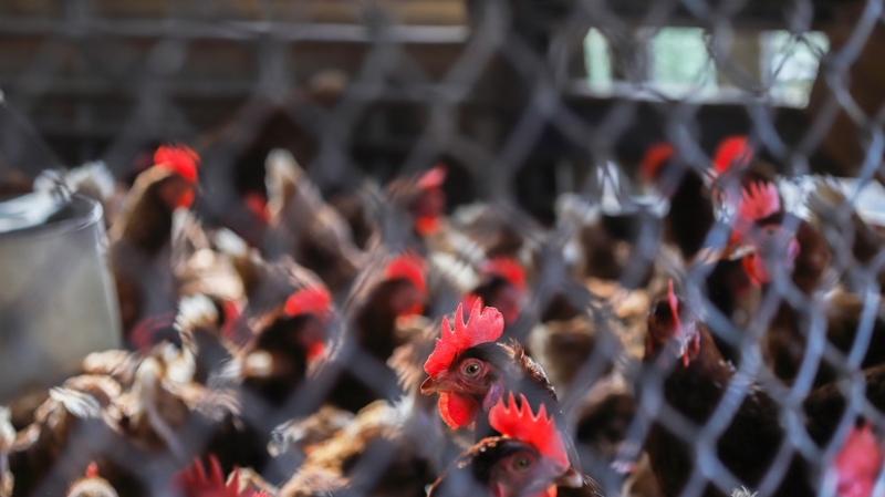 Роспотребнадзор заявил об отсутствии рисков для здоровья москвичей из-за птичьего гриппа