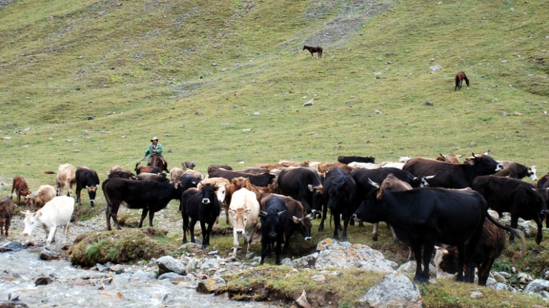 Россельхознадзор приостановил ввоз животноводческой продукции из Казахстана с 12 января