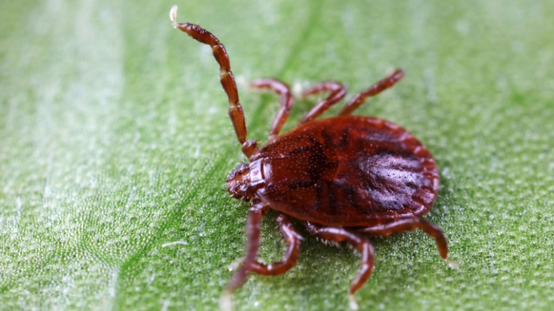 Россиян предупредили, что опасность укуса клеща сохраняется в июне и июле