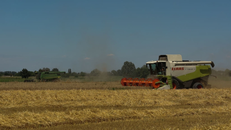 Сильная жара приведёт к снижению в Италии производства мёда на 10% и пшеницы на 70%