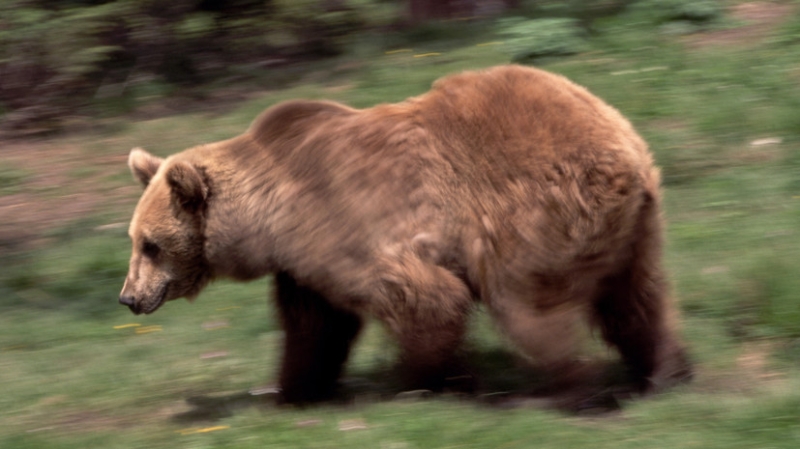 В Алексине медведь лапой разодрал руки матери с ребёнком