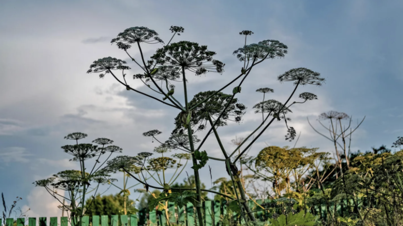 В Госдуме доработают проект о введении штрафов за борщевик на земельных участках