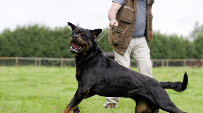 В России могут ввести медосмотр у психиатра для решивших купить бойцовую собаку