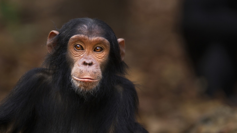 В Швеции застрелили четырёх сбежавших из зоопарка шимпанзе