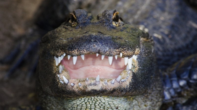 В Техасе полиция нашла тело женщины в пасти аллигатора