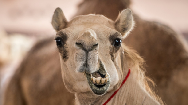 Верблюд смертельно ранил сторожа охотничьей базы в Омской области