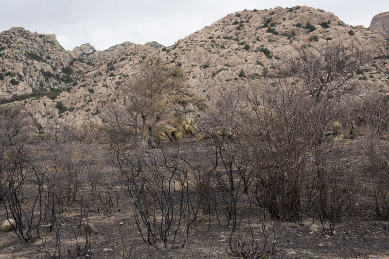 &laquo;Высочайшая мотивация и боевой дух&raquo;: как вождь апачей Кочис смог несколько лет противостоять армии США