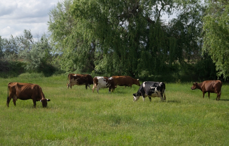 Зерно везут через Крым: как херсонские фермеры торгуют с Россией